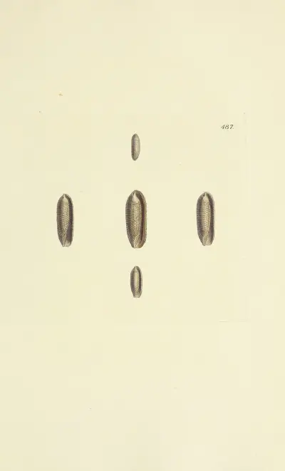 The mineral conchology of Great Britain Pl.568 av James Sowerby