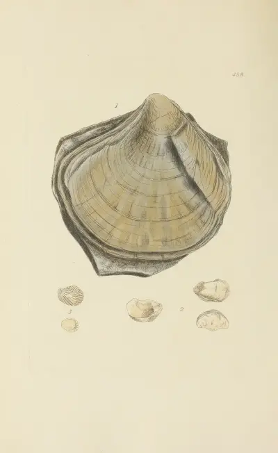 The mineral conchology of Great Britain Pl.569 av James Sowerby
