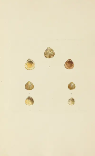 The mineral conchology of Great Britain Pl.571 av James Sowerby