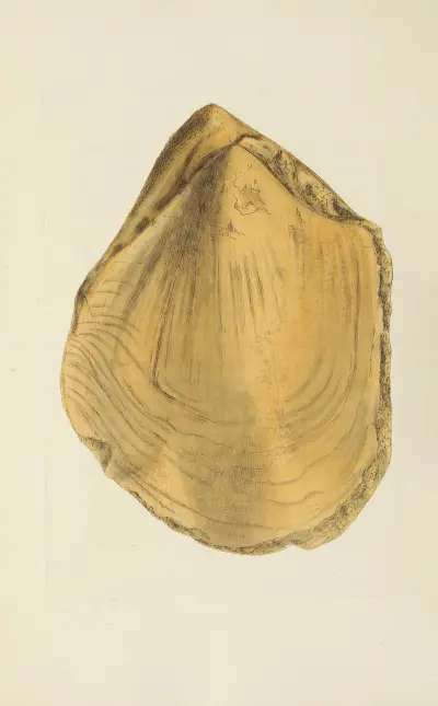 The mineral conchology of Great Britain Pl.573 av James Sowerby