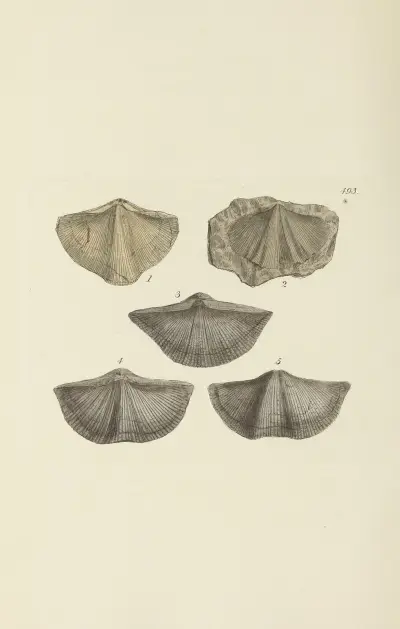 The mineral conchology of Great Britain Pl.574 av James Sowerby