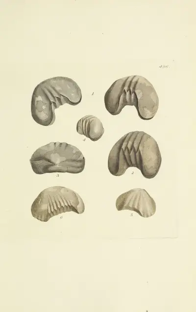 The mineral conchology of Great Britain Pl.577 av James Sowerby