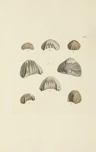 The mineral conchology of Great Britain Pl.578 av James Sowerby