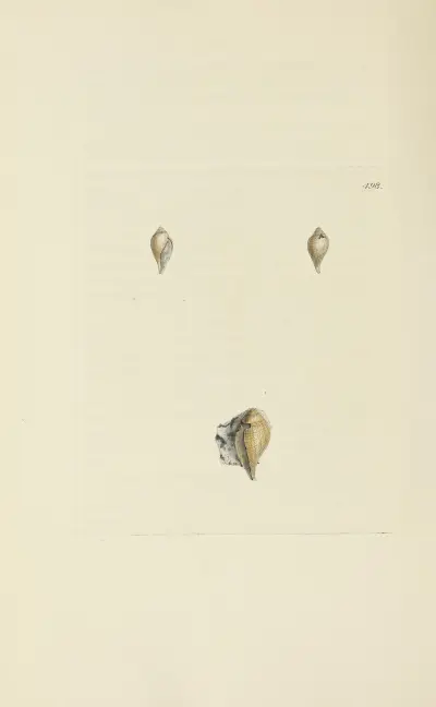 The mineral conchology of Great Britain Pl.579 av James Sowerby