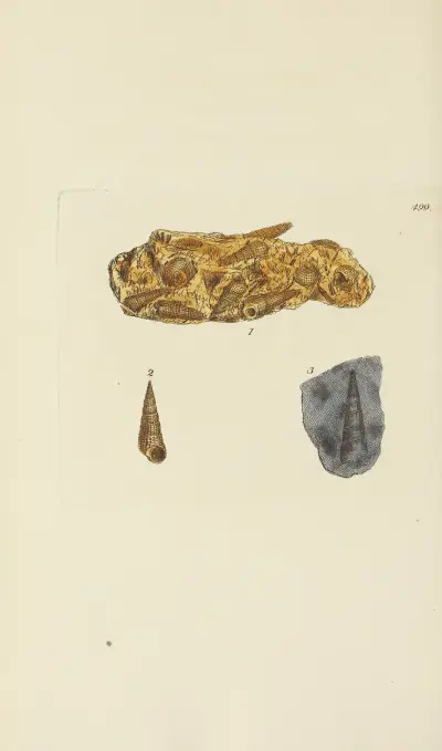 Mineralisk conchology av Storbritannien, pl. 580 av James Sowerby