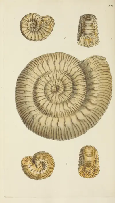 The mineral conchology of Great Britain Pl.581 av James Sowerby