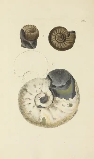 The mineral conchology of Great Britain Pl.582 av James Sowerby
