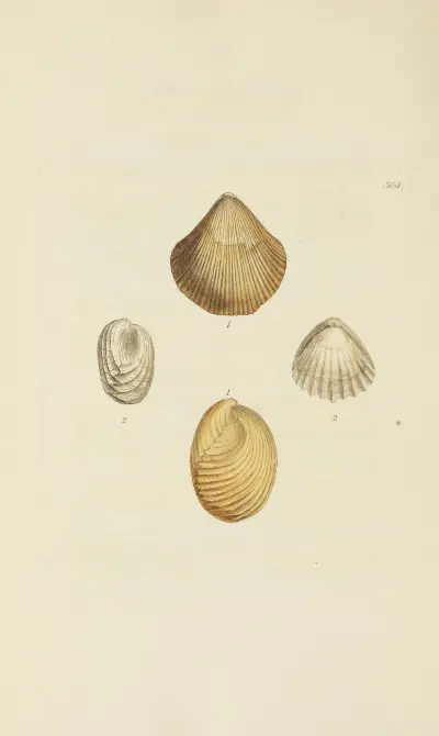 The mineral conchology of Great Britain Pl.584 av James Sowerby