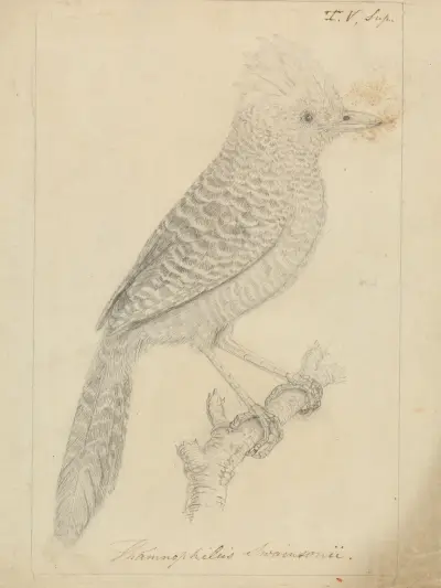 Tufted Antshrike av James Sowerby