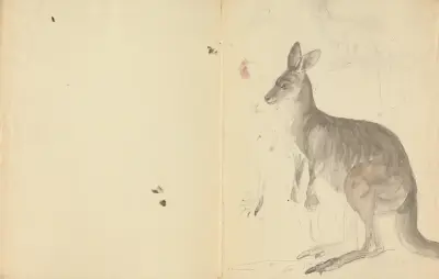 Två kängurur med detaljer av James Sowerby