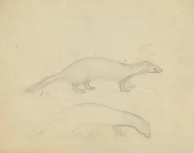 Dvě lasice, James Sowerby