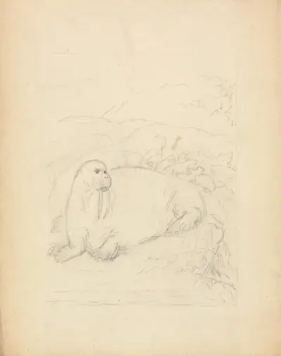 Mroži na útesech, James Sowerby
