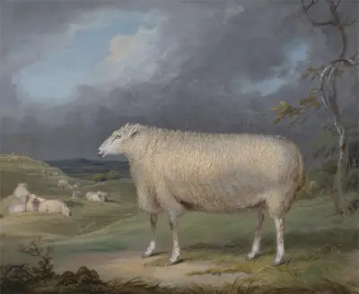 A Border Leicester Ewe av James Ward