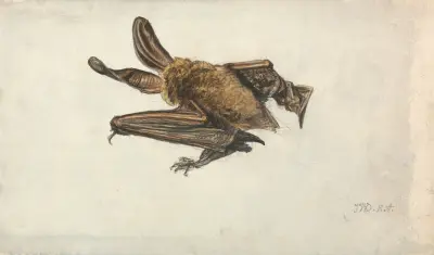 En brun långörad fladdermus (Plecotus auritus) av James Ward