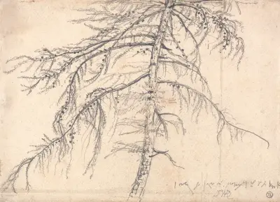 Lärkträd av James Ward