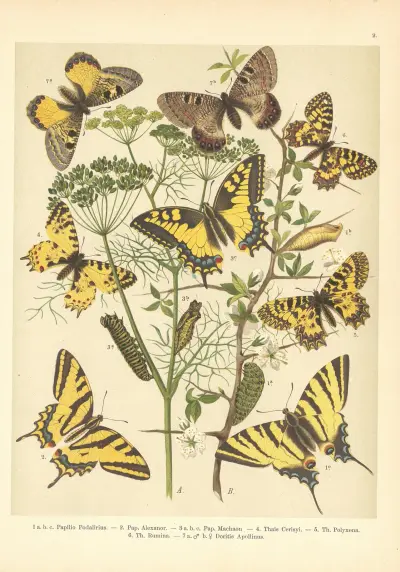 Atlas motýlů střední Evropy Pl.03 av Jan John