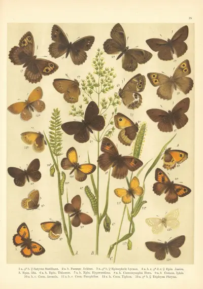Atlas motýlů střední Evropy Pl.16 av Jan John