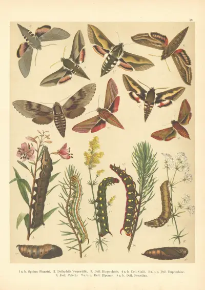 Atlas motýlů střední Evropy Pl.19 av Jan John