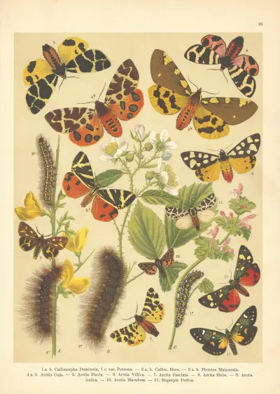 Atlas motýlů střední Evropy Pl.24 av Jan John