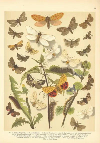 Atlas motýlů střední Evropy Pl.25 av Jan John