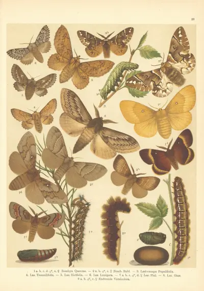 Atlas motýlů střední Evropy Pl.29 av Jan John