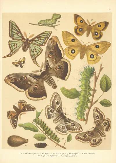 Atlas motýlů střední Evropy Pl.30 av Jan John