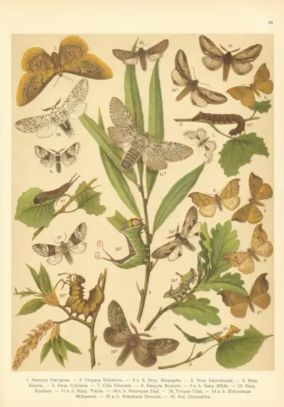 Atlas motýlů střední Evropy Pl.31 av Jan John