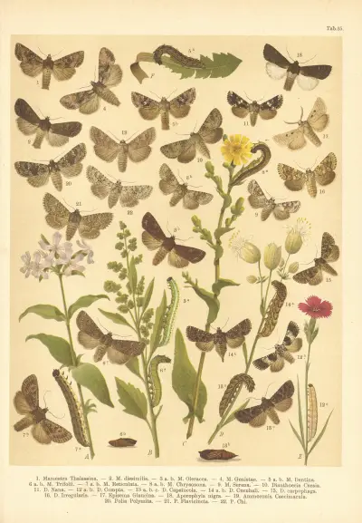 Atlas motýlů střední Evropy Pl.36 av Jan John