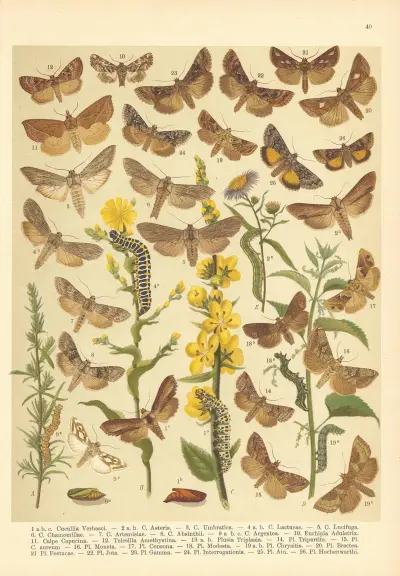 Atlas motýlů střední Evropy Pl.41 av Jan John