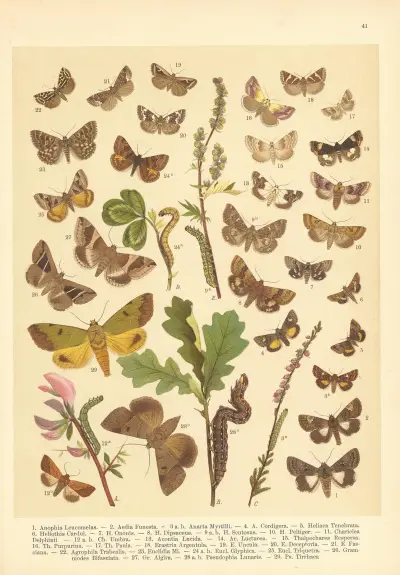 Atlas motýlů střední Evropy Pl.42 av Jan John