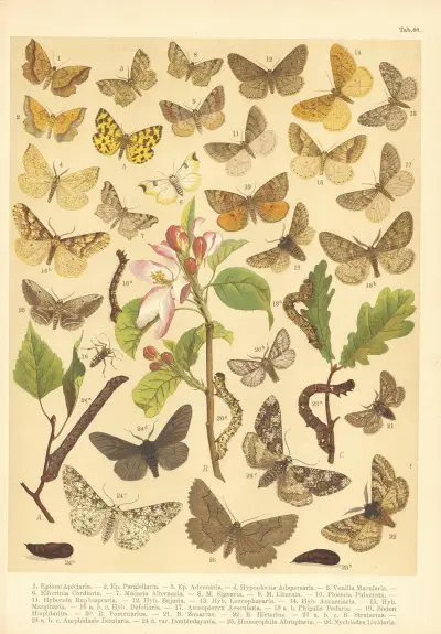 Atlas motýlů střední Evropy Pl.47 av Jan John