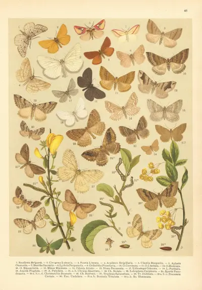 Atlas motýlů střední Evropy Pl.49 av Jan John