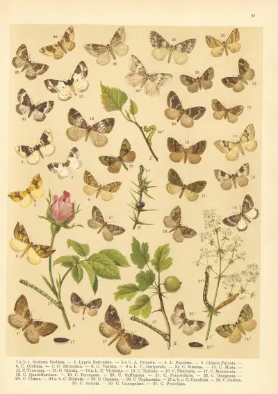 Atlas motýlů střední Evropy Pl.50 av Jan John