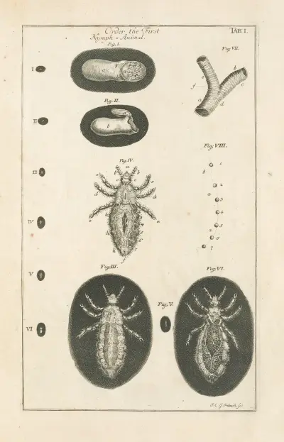 Naturens bok, eller, Insekternas historia Pl.01 av Jan Swammerdam