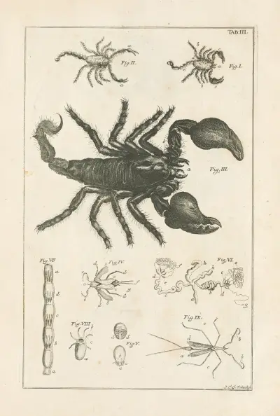 The book of nature, or, The history of insects Pl.03 av Jan Swammerdam