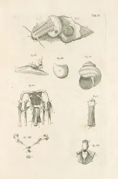 The book of nature, or, The history of insects Pl.04 av Jan Swammerdam