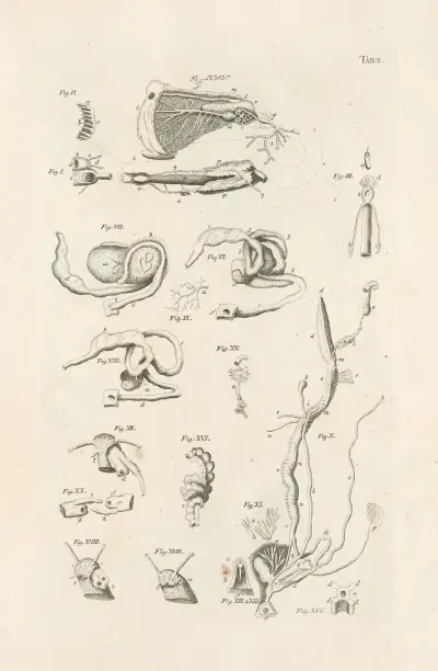 The book of nature, or, The history of insects Pl.05 av Jan Swammerdam