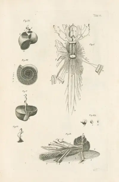 The book of nature, or, The history of insects Pl.06 av Jan Swammerdam