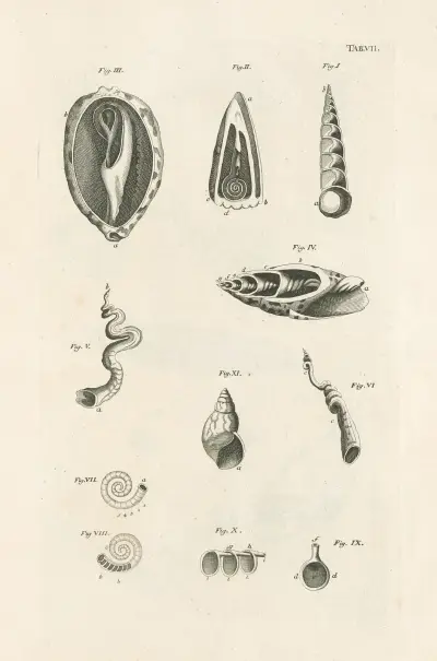 The book of nature, or, The history of insects Pl.07 av Jan Swammerdam