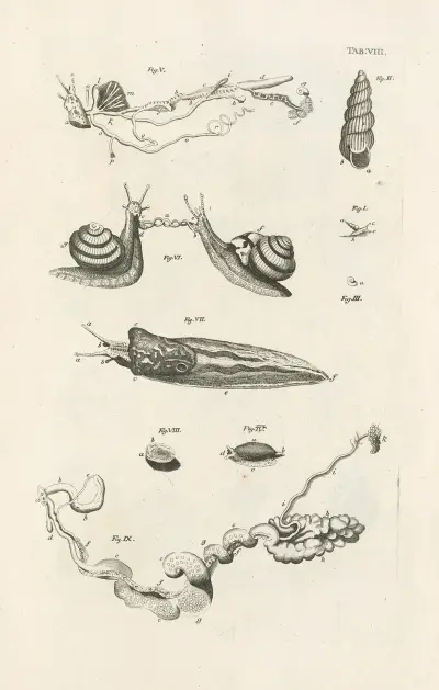 The book of nature, or, The history of insects Pl.08 av Jan Swammerdam