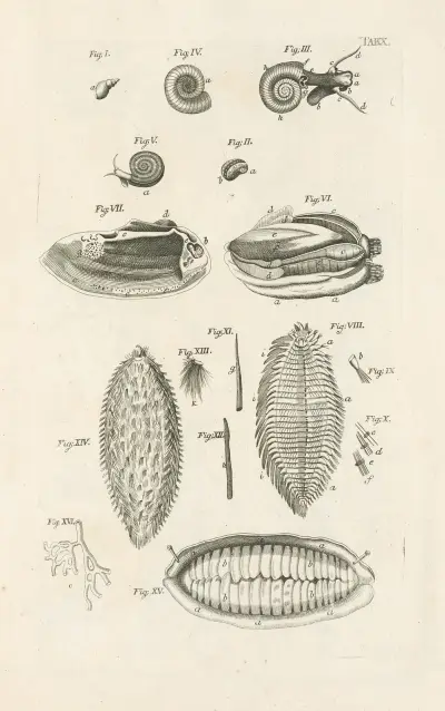 Naturens bok, eller, Insekternas historia Pl.10 av Jan Swammerdam