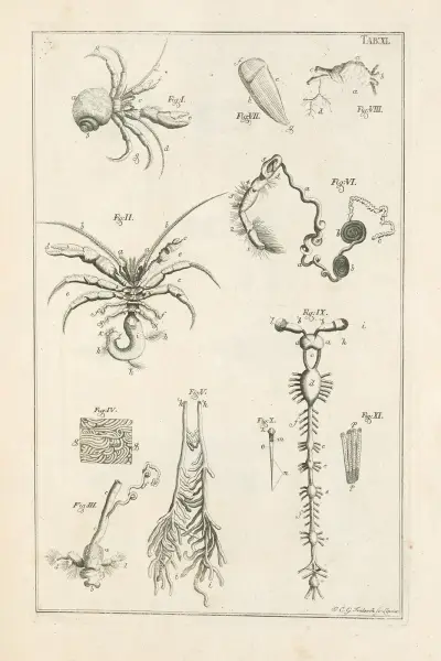 The book of nature, or, The history of insects Pl.11 av Jan Swammerdam