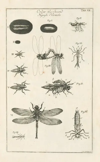 Naturens bok, eller, insekternas historia Pl.12 av Jan Swammerdam