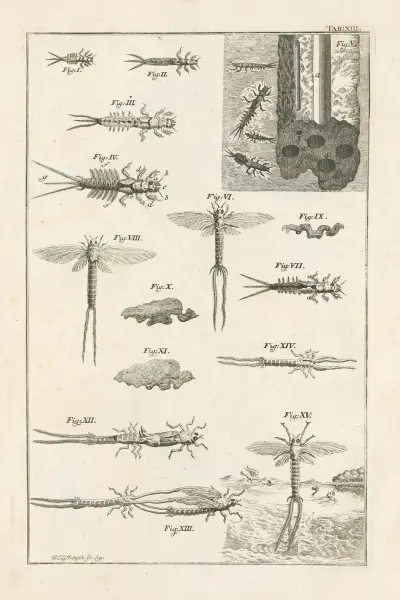 The book of nature, or, The history of insects Pl.13 av Jan Swammerdam