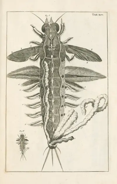 The book of nature, or, The history of insects Pl.14 av Jan Swammerdam