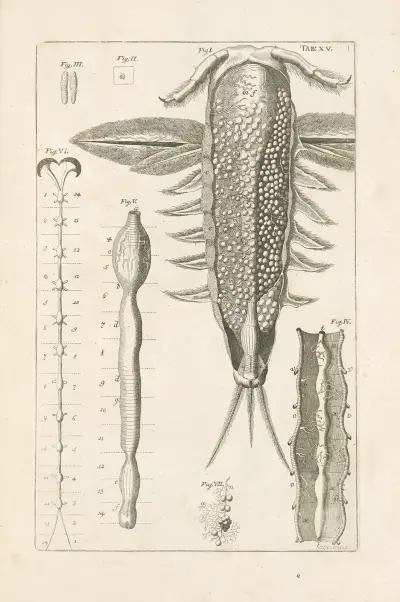 The book of nature, or, The history of insects Pl.15 av Jan Swammerdam