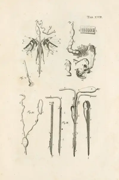 The book of nature, or, The history of insects Pl.18 av Jan Swammerdam
