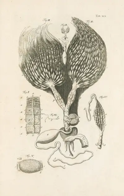 The book of nature, or, The history of insects Pl.19 av Jan Swammerdam