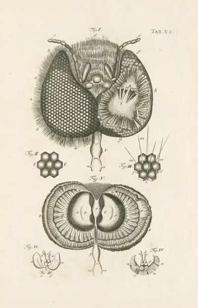The book of nature, or, The history of insects Pl.20 av Jan Swammerdam