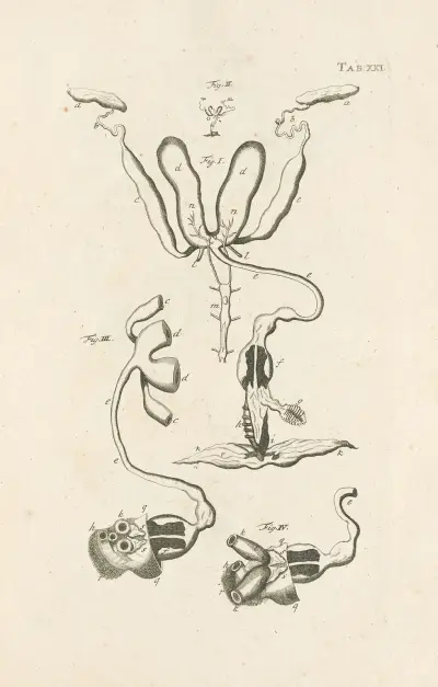 The book of nature, or, The history of insects Pl.21 av Jan Swammerdam